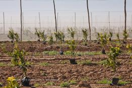 Image du Maroc Professionnelle de  Des fermes de grandes dimensions avec des terres agricoles qui ont profité de l’épierrage, d'un tri et enfin du broyage des roches cela a permis de créer des champs de grandes dimensions que l’on a divisés en zones séparées par des filets dans le but de les protéger contre l'action du vent. Avant de procédé à la plantation des orangers on avait équipé le sol d’un système moderne d'arrosage qui laisse passer l’eau petit à petit, dit "goutte à goutte" dans une nouvelle ferme moderne à Chichaoua, Mardi 27 Février 2007. (Photo / Abdeljalil Bounhar) 